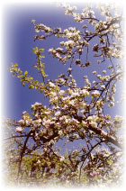 Apple Blossom